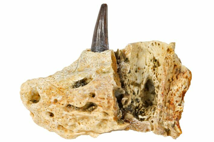Cretaceous Crocodile Jaw Section With Composite Tooth #133348